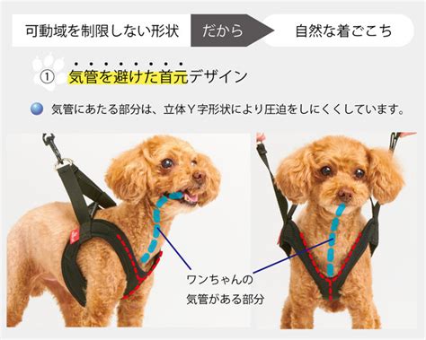 らくらくハーネスで愛犬のお散歩も快適に！安全で負担の少ないハーネス選びの極意