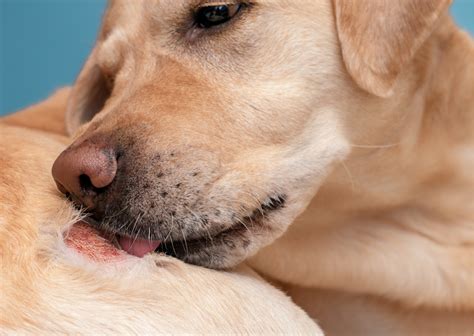 りゅう 動物 病院で愛犬・愛猫の健康を守る