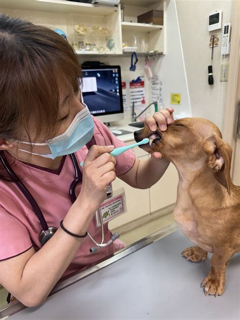 りんごの樹動物病院：ペットの健康と幸福のための包括的なケア