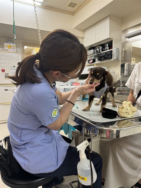 りんごの樹動物病院：ペットの健康を最優先に考える頼れるパートナー