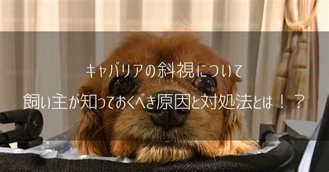 りんごジュースと犬: 飼い主が知っておくべきことのすべて