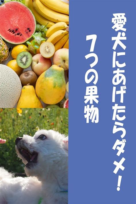 りんごジュースを犬に与えてはいけない理由