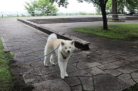 わん ちゃん 散歩