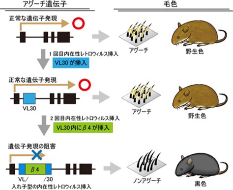 アグーチ遺伝子