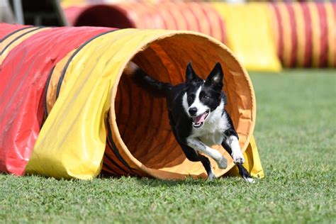 アジリティとは: 犬と飼い主の絆を深めるエキサイティングなスポーツ