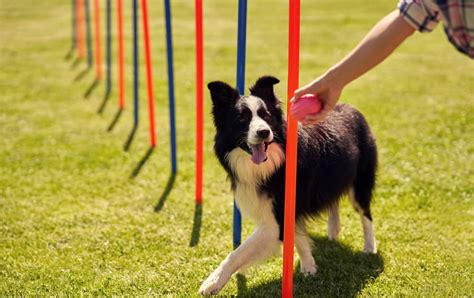 アジリティとは犬：究極の絆とスピードのスポーツ