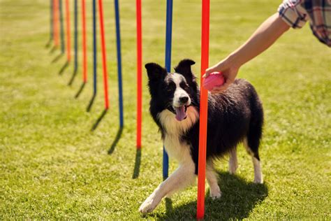 アジリティと犬：究極の絆とパフォーマンスのガイド