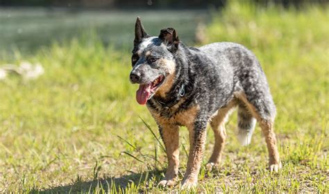 アジリティに適した犬種