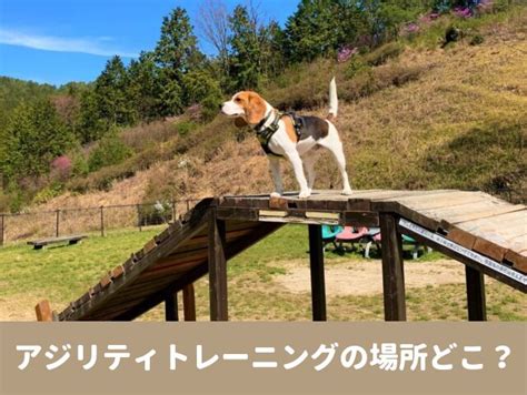 アジリティトレーニングの重要性と犬へのメリット