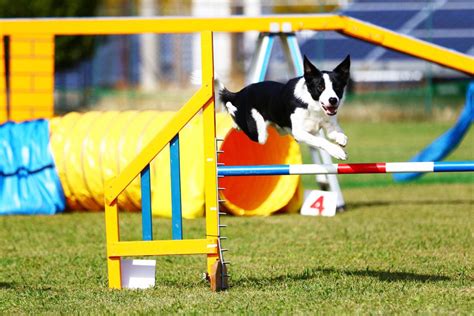 アジリティトレーニング犬