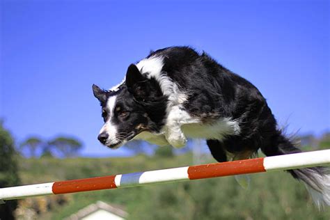 アジリティドッグ：愛犬と絆を深めるエキサイティングなスポーツ