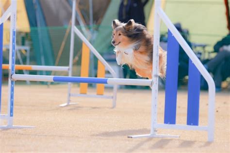 アジリティー道具で愛犬の運動能力を向上させよう！