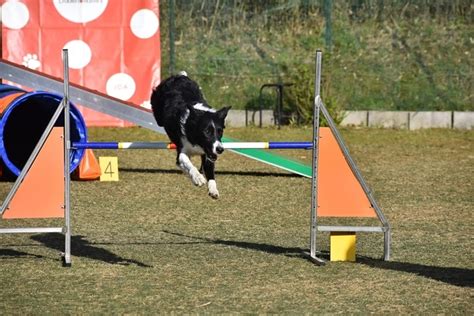 アジリティ犬種: 完璧なコンパニオン、驚異的なアスリート