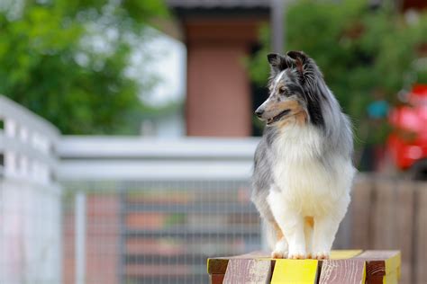 アジリティ犬種の特徴