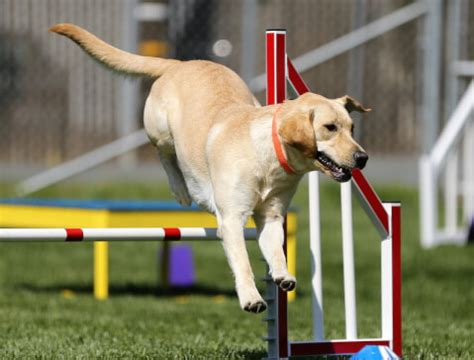 アジリティ犬種：スピード、俊敏性、知性を兼ね備えた犬