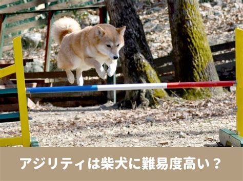 アジリティ犬種：スピード、俊敏性、知能の完璧な組み合わせ