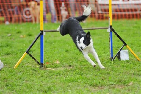 アジリティ犬種：動きと知能の真骨頂