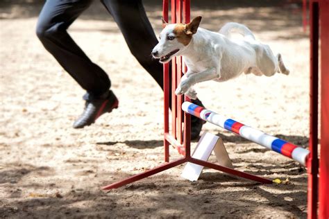 アジリティ犬種：能力、特徴と訓練方法