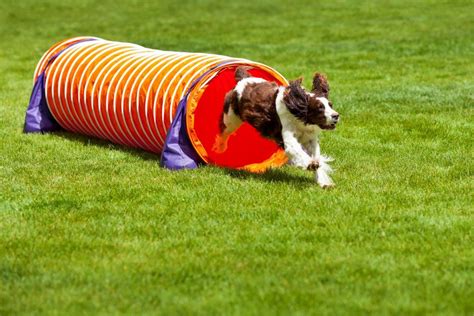 アジリティ と は 犬