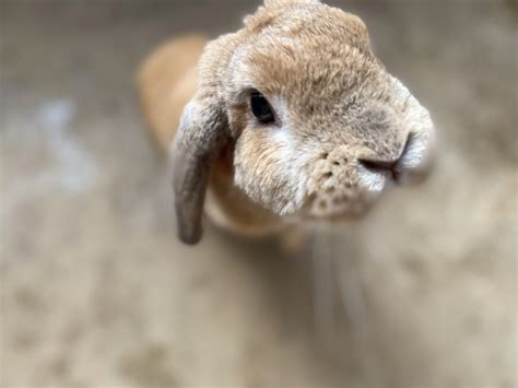 アダルト動物の理解とケア