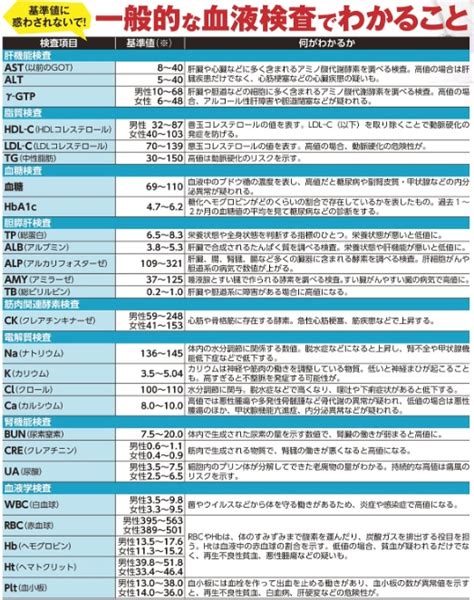 アダルト猫のすべてがわかる！健康管理から遊び方まで徹底解説