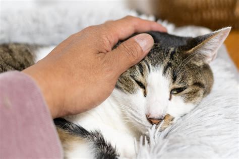 アダルト猫の適切なケアと管理ガイド