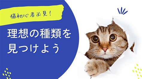 アダルト猫を上手に飼うための完全ガイド: 健康、ケア、エンリッチメント