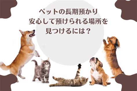 アップル動物病院でペットを安心して預けられる3つの理由