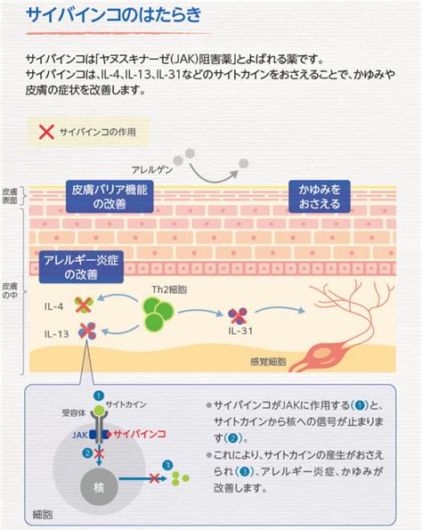 アトピー性皮膚炎の原因は犬にも！？その種類と対策を徹底解説