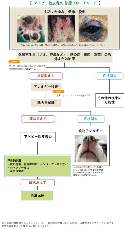 アトピー性皮膚炎の原因：犬に潜む犯人とは