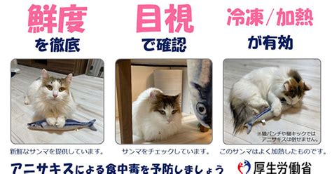 アニサキスに猫が感染した時の症状と対処法