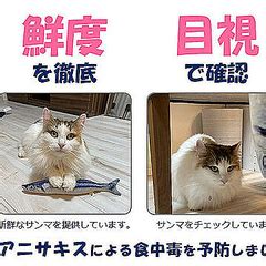 アニサキス 猫