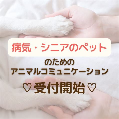 アニマル グッズで愛犬愛猫を幸せに！専門店が提案する快適生活