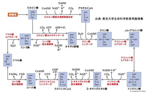 アミノ酸の分解：