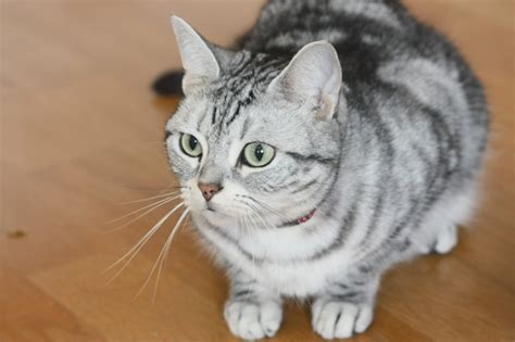 アメリカンショートヘアのオスの特徴