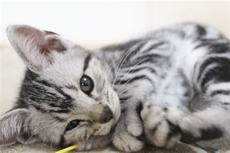 アメリカンショートヘアの子猫を迎える前に知っておきたいこと