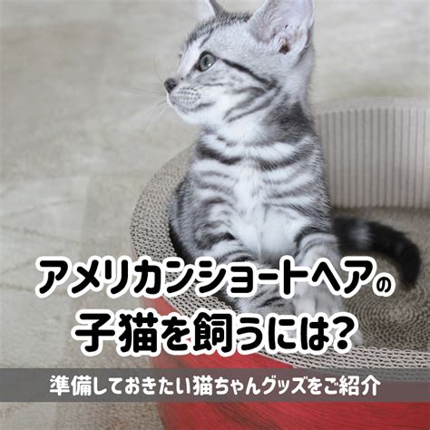 アメリカンショートヘアの子猫を飼うための完全ガイド