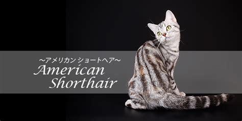 アメリカンショートヘアの豊かな性格: 愛情深いコンパニオン