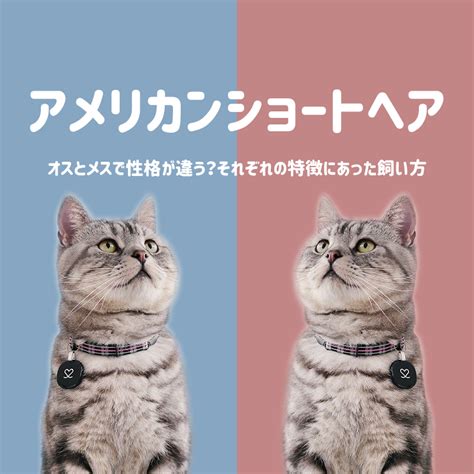 アメリカンショートヘア 性格 オス