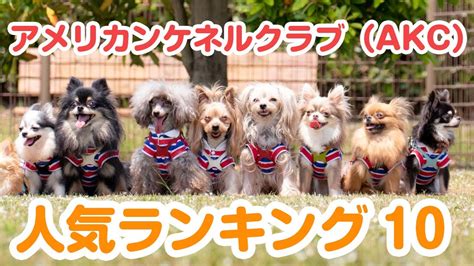 アメリカン・ケネル・クラブ（AKC）