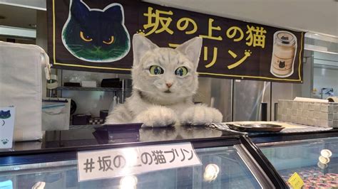 アルミプレートで快適な猫の生活を