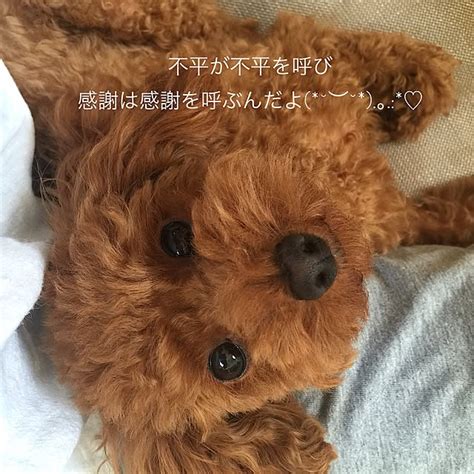 アレルギーが出にくい犬種 ガイド