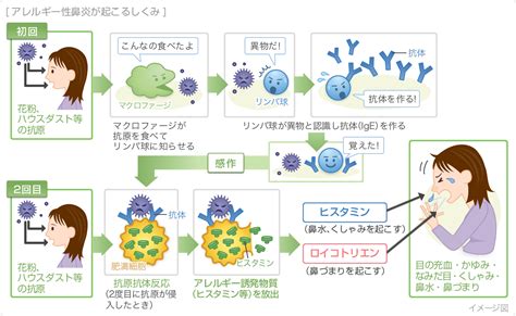 アレルギーが出る原因