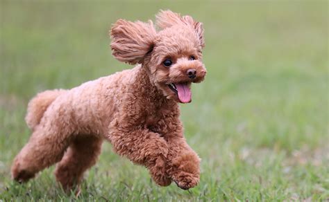 アレルギーになりにくい犬種