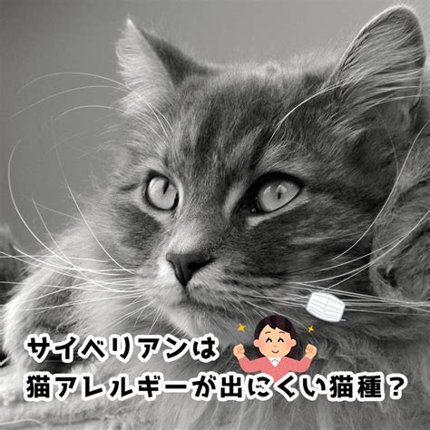 アレルギーに悩まない！アレルギーの出にくい猫の選び方と対策