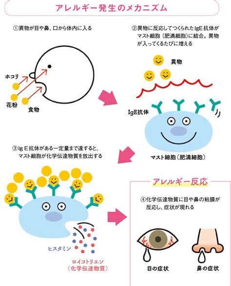 アレルギーのメカニズム