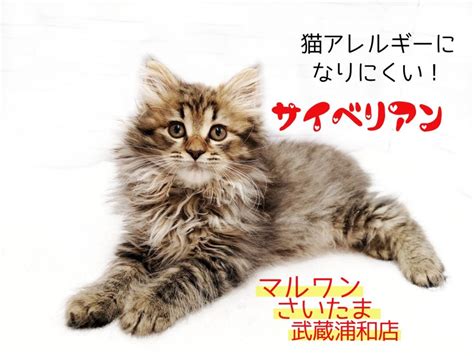 アレルギーの出にくい猫で、快適な生活を！