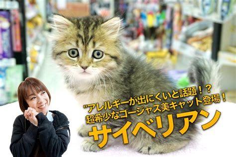 アレルギーの出にくい猫を探そう！愛猫家の夢を叶えるガイド