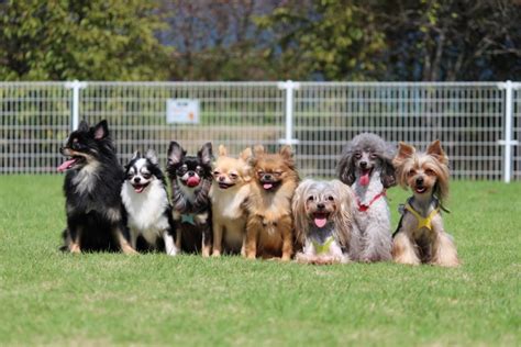 アレルギー出にくい犬