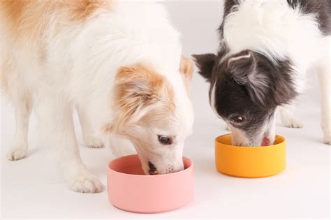 アレルギー犬との幸せな生活：ガイドラインと対策